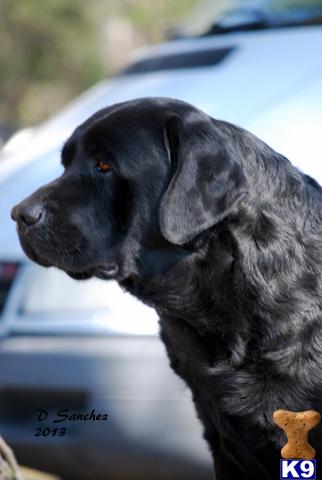Stud Dogs - Labrador Retriever